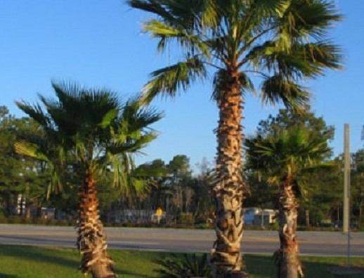 Oasis Lodge - Carrizo Springs Экстерьер фото